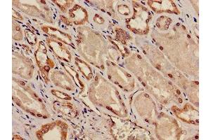 Immunohistochemistry of paraffin-embedded human kidney tissue using ABIN7163916 at dilution of 1:100 (KCNK1 Antikörper  (AA 268-336))