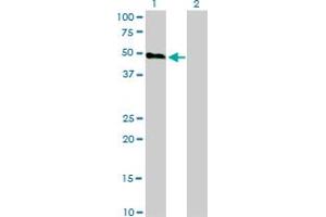 Western Blot analysis of HCRTR2 expression in transfected 293T cell line by HCRTR2 monoclonal antibody (M01), clone 1E3. (HCRTR2 Antikörper  (AA 1-54))