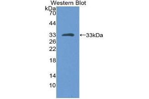 Western Blotting (WB) image for anti-Protein tyrosine Phosphatase, Receptor Type, H (PTPRH) (AA 844-1096) antibody (ABIN2119993)