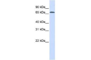 IRF2BP1 antibody used at 1 ug/ml to detect target protein. (IRF2BP1 Antikörper  (Middle Region))