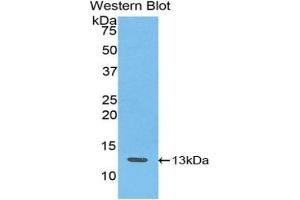 Detection of Recombinant IP10, Canine using Polyclonal Antibody to Interferon Gamma Induced Protein 10 kDa (IP10) (CXCL10 Antikörper  (AA 22-98))