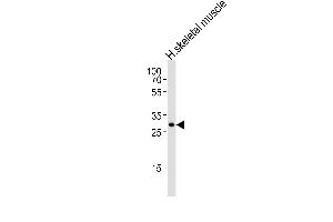 Western blot analysis of lysate from human skeletal muscle tissue lysate, using GBAS Antibody (Center) (ABIN6242358 and ABIN6577592). (GBAS Antikörper  (AA 176-210))