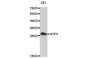 Western Blotting (WB) image for anti-Neurotrophin 4 (NTF4) antibody (ABIN1873970) (Neurotrophin 4 Antikörper)