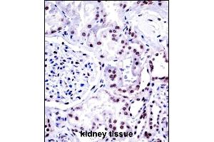 NONO Antibody (N-term) ((ABIN657703 and ABIN2846694))immunohistochemistry analysis in formalin fixed and paraffin embedded human kidney tissue followed by peroxidase conjugation of the secondary antibody and DAB staining. (NONO Antikörper  (N-Term))