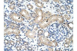 RBM38 antibody was used for immunohistochemistry at a concentration of 4-8 ug/ml to stain Epithelial cells of renal tubule (arrows) in Human Kidney. (RBM38 Antikörper  (N-Term))