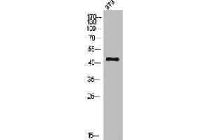 Western Blot analysis of 3T3 cells using MC5-R Polyclonal Antibody (MC5 Receptor Antikörper  (C-Term))