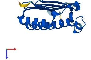 MAGOH Protein (AA 1-146) (His tag)