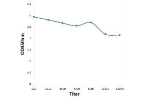 Antigen: 0. (PDPK1 Antikörper  (pTyr9))
