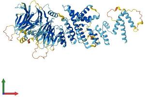 Protein Structure (PS) image for Pigeon Homolog (PION) (AA 1-858) protein (His tag) (ABIN7563663)
