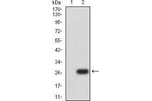 Western blot analysis using UCP3 mAb against HEK293 (1) and UCP3 (AA:1-113 and 217-312)-hIgGFc transfected HEK293 (2) cell lysate.