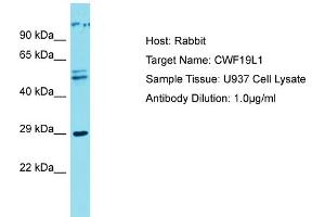 Host: Rabbit Target Name: CWF19L1 Sample Type: U937 Whole cell lysates Antibody Dilution: 1. (CWF19L1 Antikörper  (C-Term))