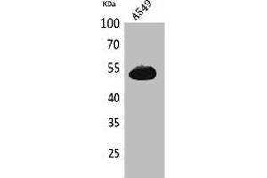 Western Blot analysis of A549 cells using Annexin VII Polyclonal Antibody. (Annexin VII Antikörper  (Internal Region))