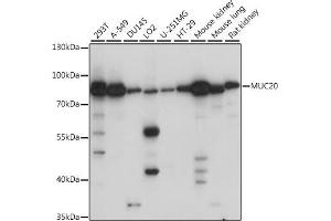 Western blot analysis of extracts of various cell lines, using MUC20 antibody (ABIN7268691) at 1:1000 dilution. (MUC20 Antikörper  (AA 100-200))