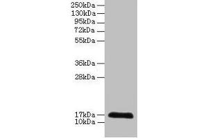 Western blot All lanes: CDA antibody at 2 μg/mL + 293T whole cell lysate Secondary Goat polyclonal to rabbit IgG at 1/10000 dilution Predicted band size: 17 kDa Observed band size: 17 kDa (CDA Antikörper  (AA 1-146))