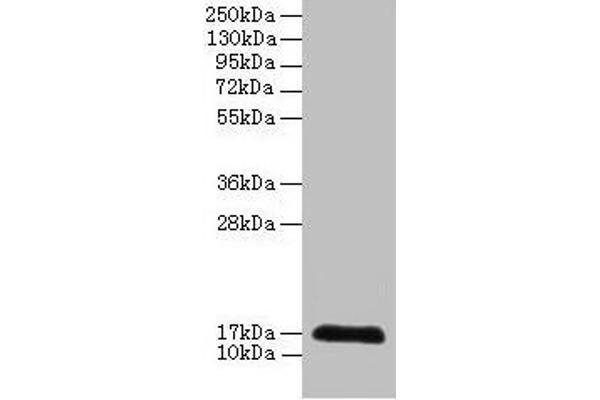 CDA anticorps  (AA 1-146)