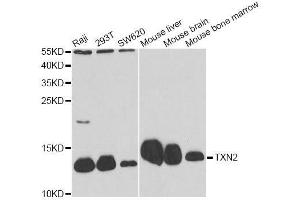 Western blot analysis of extracts of various cell lines, using TXN2 antibody. (TXN2 Antikörper  (AA 1-166))