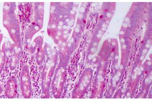 Anti-IL28A antibody IHC staining of human small intestine.