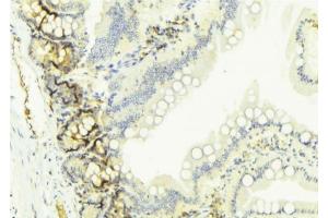 ABIN6274654 at 1/100 staining Mouse colon tissue by IHC-P. (CYP2W1 Antikörper  (Internal Region))
