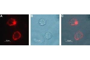 Expression of Choline transporter in rat PC12 cells - Cell surface detection of CHT in live intact rat pheochromocytoma PC12 cells. (ChT Antikörper  (Extracellular))