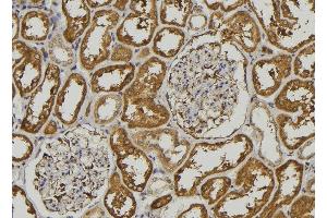 ABIN6278506 at 1/100 staining Mouse kidney tissue by IHC-P. (Pepsin A Antikörper)