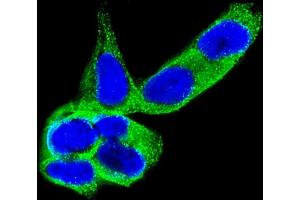 Immunofluorescent analysis of 4 % paraformaldehyde-fixed, 0. (DPYSL5 Antikörper)