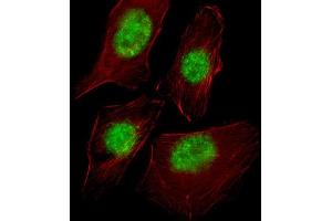 Immunofluorescence (IF) image for anti-RNA Polymerase II TBP-Associated Factor Subunit G (TAF9) antibody (ABIN2998098) (TAF9 Antikörper)