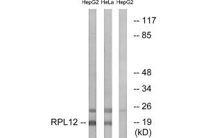 Western blot analysis of extracts from HepG2 cells and HeLa cells, using RPL12 antibody. (RPL12 Antikörper  (Internal Region))