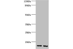 Western blot All lanes: E3 ubiquitin-protein ligase RBX1 antibody at 4 μg/mL Lane 1: Hela whole cell lysate Lane 2: HepG2 whole cell lysate Secondary Goat polyclonal to rabbit IgG at 1/10000 dilution Predicted band size: 12 kDa Observed band size: 12 kDa