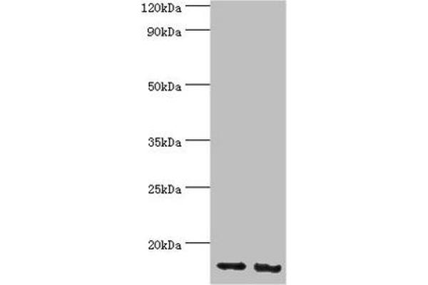 RBX1 antibody  (AA 1-108)