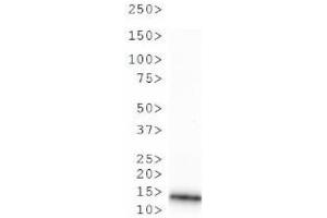 Western Blot of Rabbit Anti-Histone H3 [Monomethyl Arg2] Antibody. (Histone 3 Antikörper  (H3R2me))