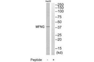 Western blot analysis of extracts from HepG2 cells, using MFNG antibody. (Manic Fringe Antikörper)