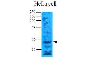 Cell lysates of HeLa (35 ug) were resolved by SDS-PAGE, transferred to nitrocellulose membrane and probed with anti-human TYMS (1:1000).