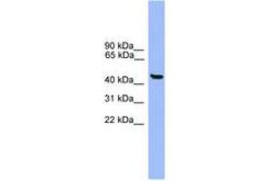Image no. 1 for anti-General Transcription Factor IIA, 1-Like (GTF2A1L) (AA 351-400) antibody (ABIN6746377) (GTF2A1L Antikörper  (AA 351-400))