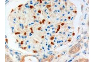 FOXC1 polyclonal antibody (Cat # PAB6425, 3 ug/mL) staining of paraffin embedded human kidney.