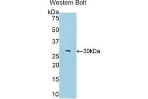 Detection of Recombinant FBLN4, Mouse using Polyclonal Antibody to Fibulin 4 (FBLN4) (FBLN4 Antikörper  (AA 182-431))