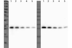Western Blot of Rabbit Anti-ULP1 Antibody. (ULP1 Antikörper)