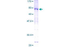 SYT1 Protein (AA 1-422) (GST tag)