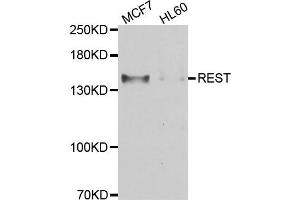 Western blot analysis of extracts of MCF7 and HL60 cell lines, using REST antibody. (REST Antikörper)
