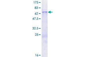 BZW1 Protein (AA 1-353) (GST tag)