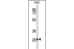Western blot analysis of YIPF5 Antibody (N-term) (ABIN653506 and ABIN2842912) in CHO cell line lysates (35 μg/lane). (YIPF5 Antikörper  (N-Term))