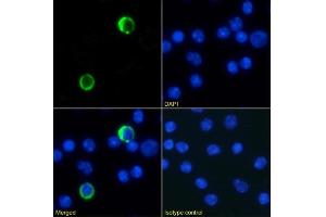 Immunofluorescence staining of mouse splenocytes using anti-Ly6G/Ly6C antibody RB6-8C5. (Rekombinanter LY6C + LY6G Antikörper)