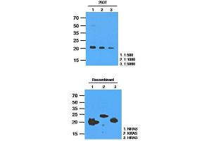 Western Blotting (WB) image for anti-GTPase NRas (NRAS) antibody (ABIN781534) (GTPase NRas Antikörper)