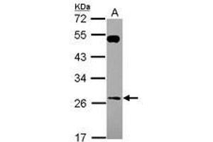Image no. 1 for anti-RAB26, Member RAS Oncogene Family (RAB26) (AA 53-238) antibody (ABIN1500556) (RAB26 Antikörper  (AA 53-238))
