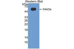 Western Blotting (WB) image for anti-Oncostatin M (OSM) (AA 26-220) antibody (ABIN3209305) (Oncostatin M Antikörper  (AA 26-220))