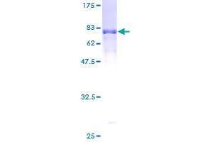 SYT12 Protein (AA 1-421) (GST tag)