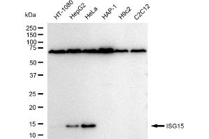 Western blotting analysis using ISG15 antibody (ABIN7799128). (Rekombinanter ISG15 Antikörper)