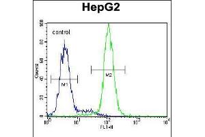 Flow cytometric analysis of HepG2 cells (right histogram) compared to a negative control cell (left histogram). (CST9 Antikörper  (C-Term))