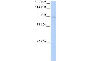 KIF20A antibody - middle region (AV) validated by WB using 721_B Cell Lysate at 1ug/ml. (KIF20A Antikörper  (Middle Region))