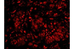 Immunofluorescence (IF) image for anti-Karyopherin (Importin) alpha 4 (KPNA4) (AA 471-521) antibody (ABIN7448983) (KPNA4 Antikörper  (AA 471-521))