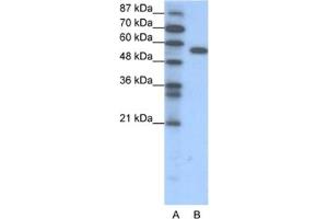 Western Blotting (WB) image for anti-Forkhead Box C2 (MFH-1, Mesenchyme Forkhead 1) (FOXC2) antibody (ABIN2460278) (FOXC2 Antikörper)